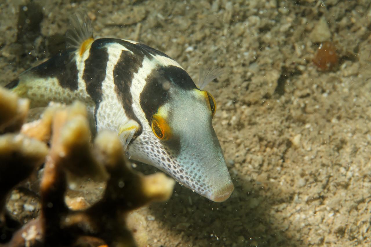 Paraluteres prionurus (Pesce lima imitatore)